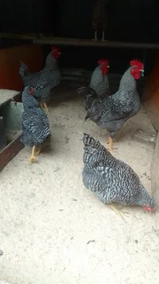 Impangele/potch koek