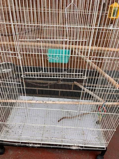 Large bird cage