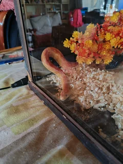 American Red Corn snake male