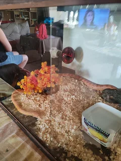 American Red Corn snake male