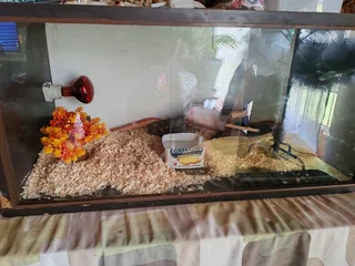 American Red Corn snake male