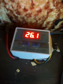 American Red Corn snake male