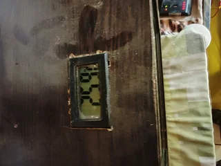 American Red Corn snake male