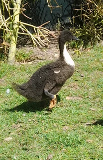 Pet quality ducks