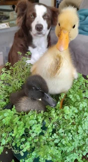 Cayuga ducklings