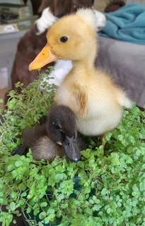 Cayuga ducklings