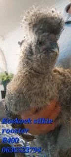 Koekoek silkie rooster