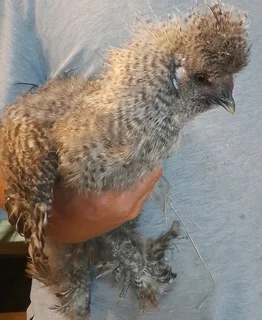 Koekoek silkie rooster