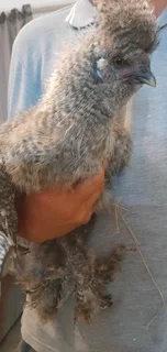 Koekoek silkie rooster