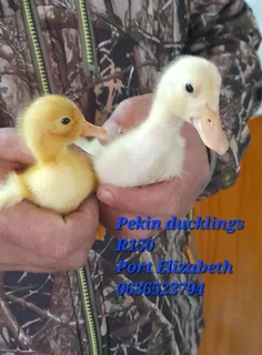 Pekin ducklings