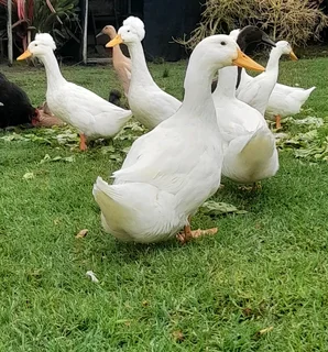 Pekin ducklings