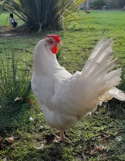 White Leghorn