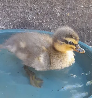 Young ducklings