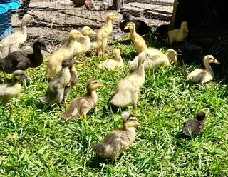 Young ducklings