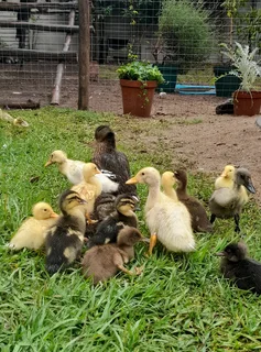 Young ducklings