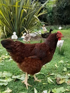 Rhode island red