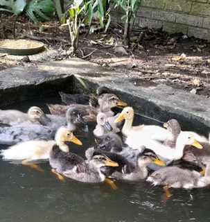 Young ducks
