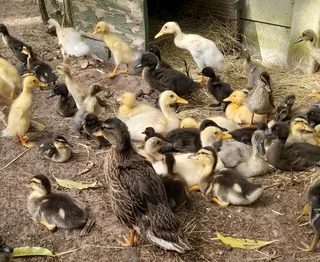 Young ducks