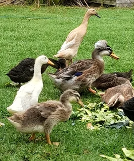 Young ducks