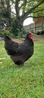 Black Australop