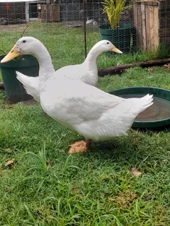 Pekin ducks