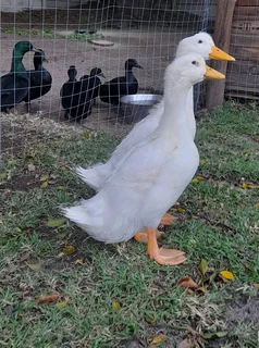 Pekin ducks