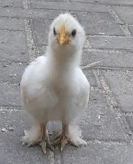 Pekin bantam and silkie chics