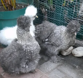 Silkie pair
