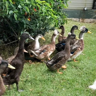 Rouen ducks