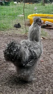 Koekoek silkie rooster