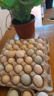 Fertile eggs