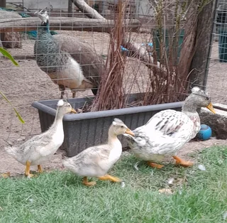 Crested silver appleyard ducks