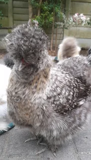 Koekoek silkie pair