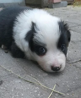 Border Collie pups
