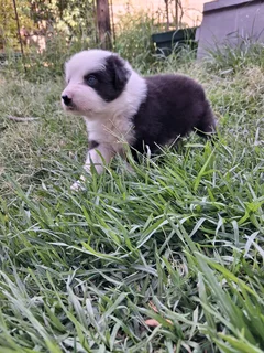 Border Collie pups
