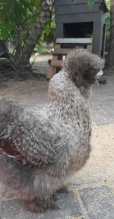 Silkie chickens