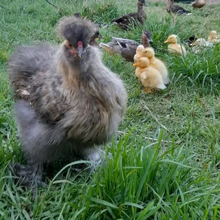 Silkie chickens