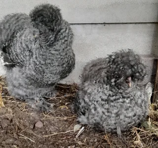 Silkie chickens