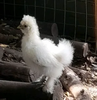 Silkie chickens