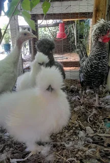 Silkie chickens