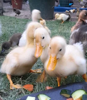 Duckings from week old