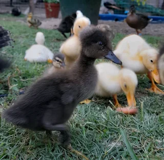 Duckings from week old