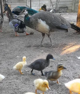 Duckings from week old