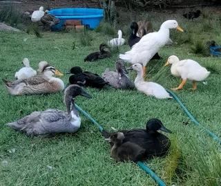Duckings from week old