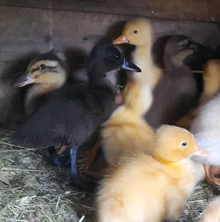 Duckings from week old