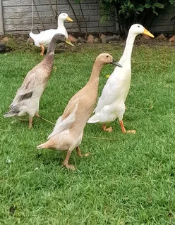 Runner ducks