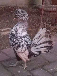 Silver lace polish pair