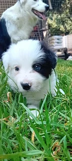 Border Collie pup