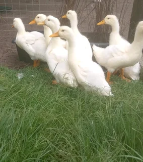Pekin ducks