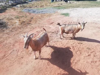 Nigerian Dwarf goat Does for sale